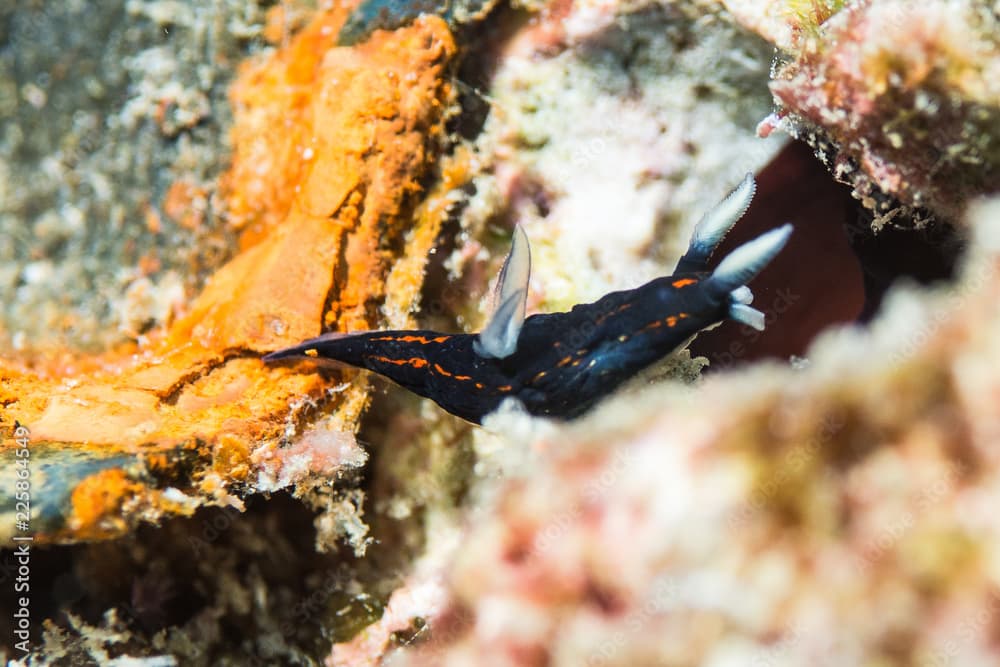 Macro underwater shot of the nudibranch ''Roboastra gracilis'', a sea slug found in Similan Island, Thailand.