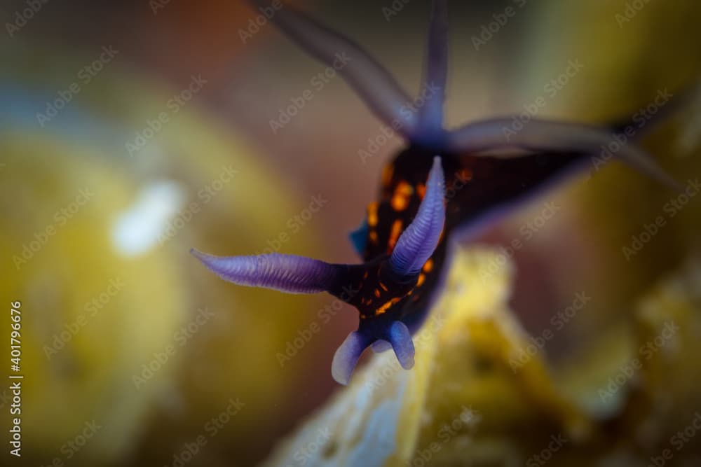 Roboastra gracilis nudibranch on coral reef