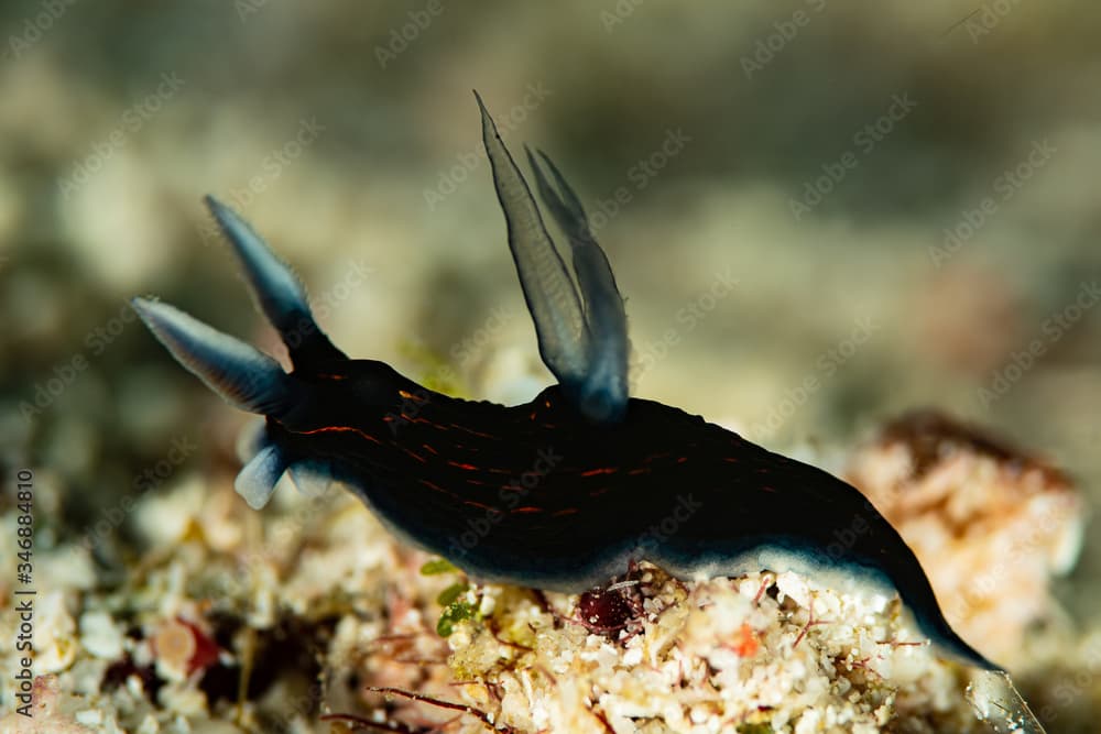 sea slug nudibranch slender roboastra