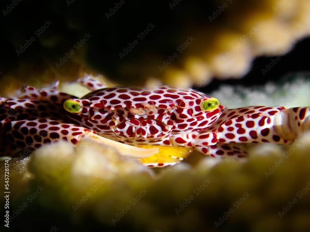 Macro shot of a commensal crab (Trapezia rufopunctata) under the water