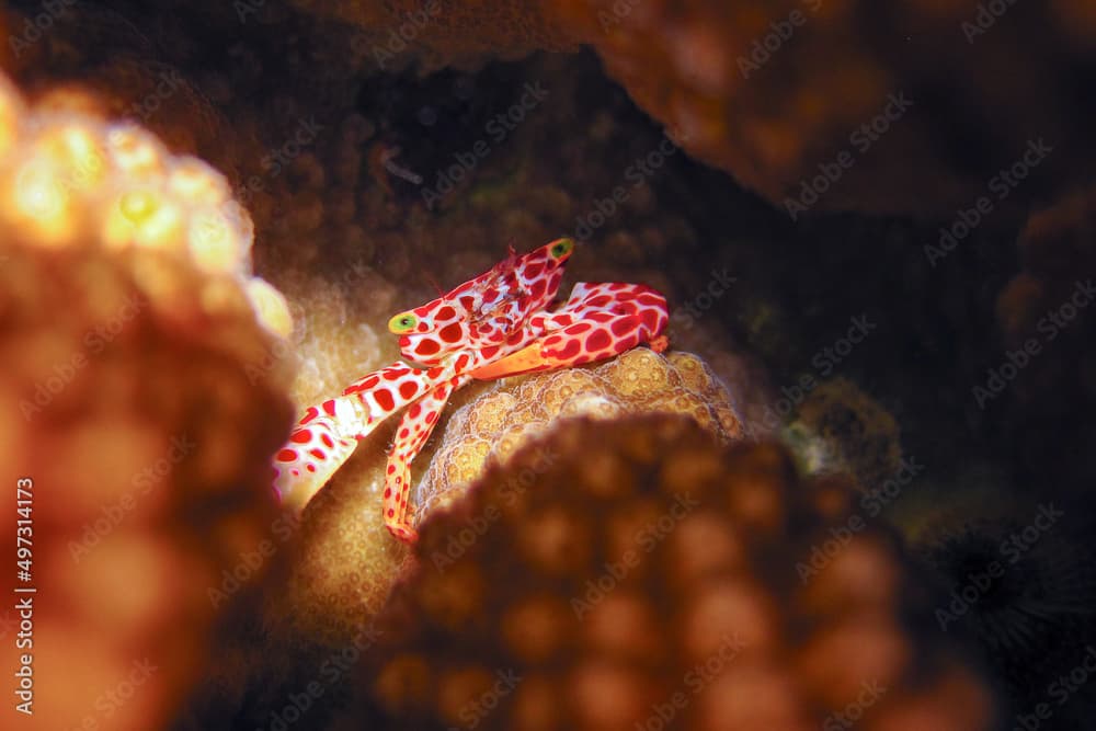 Trapezia Rufopunctata -  Red Spotted Guard Crab -  Trapeziidae