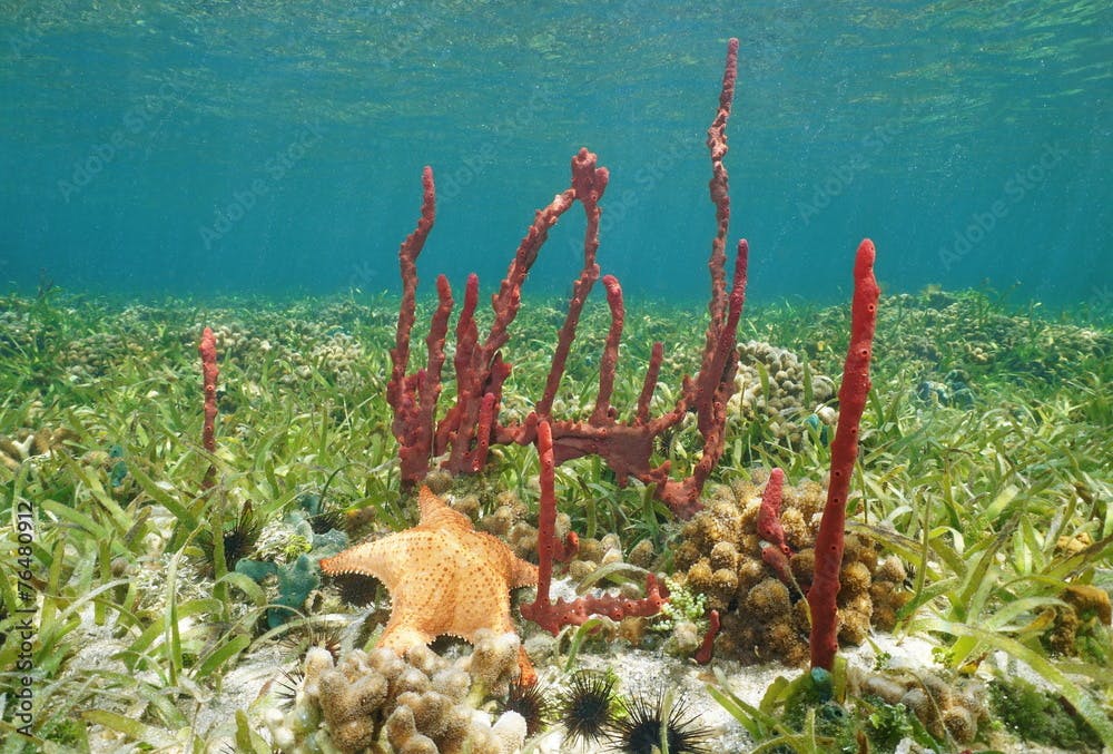 Erect rope sponge and Cushion starfish underwater