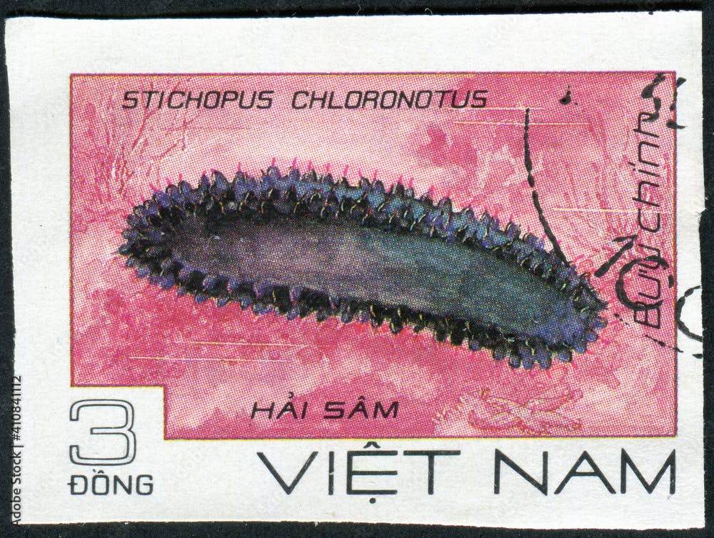 VIETNAM - CIRCA 1986: A stamp printed in Vietnam shows Stichopus chloronotus