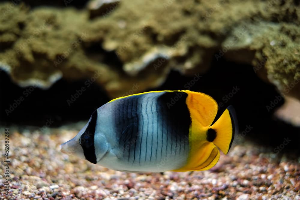 Pacific double-saddle butterflyfish Chaetodon ulietensis fish underwater in sea