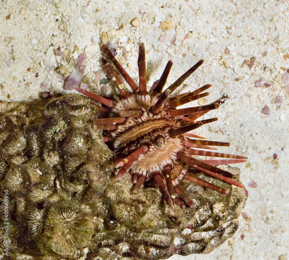 Eucidaris tribuloides, the slate pencil urchin