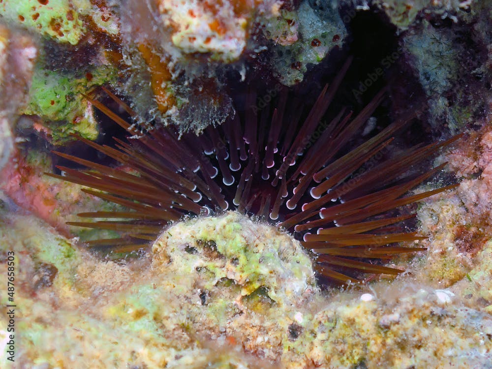 A Slate Pencil Sea Urchin (Eucidaris tribuloides) in the Red Sea, Egypt