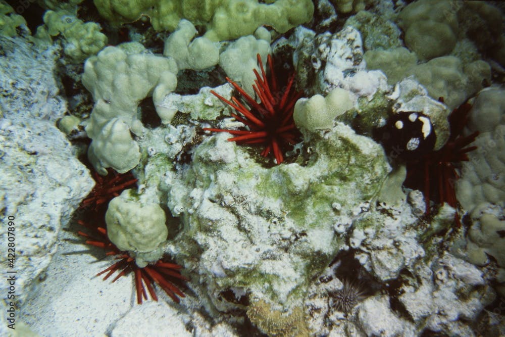 Red Slate Pencil Urchin Nestled in a Coral Head in the Tropical Waters off the Coast of Kona, Hawaii