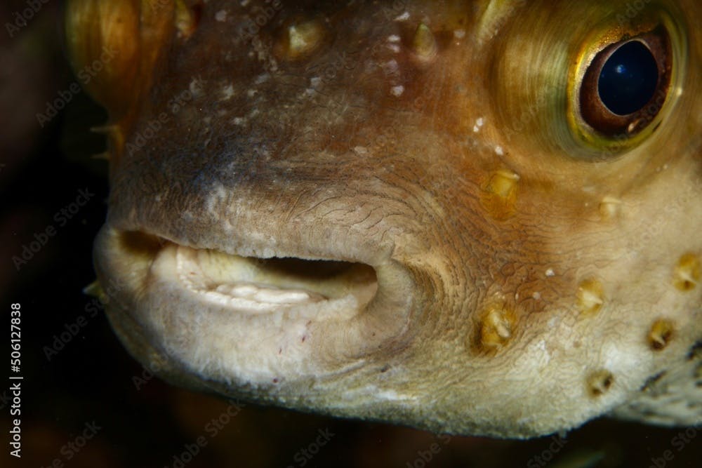 Porcupinefish (Cyclichthys orbicularis) in the Red Sea Egypt
