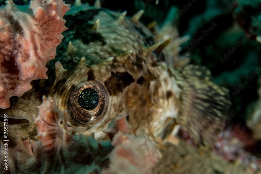 Porcupinefish.Cyclichthys orbicularis