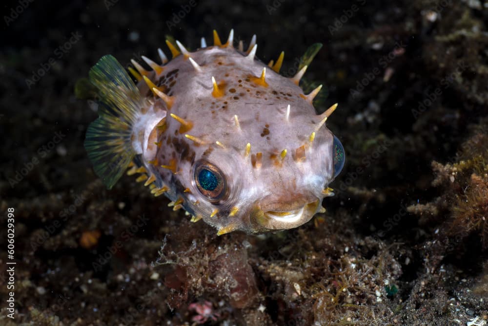 Porcupinefish - Birdbeak Burrfish - Cyclichthys orbicularis at night. Sea life of Tulamben, Bali, Indonesia.