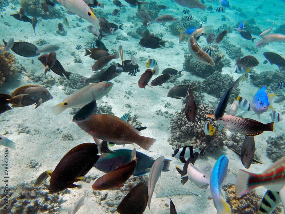 Tropical Fish, Malolo Lailai Island, Mamanuca Islands, Fiji, South Pacific