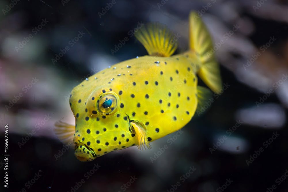 Yellow boxfish (Ostracion cubicus).
