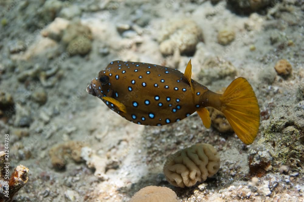 yellow boxfish