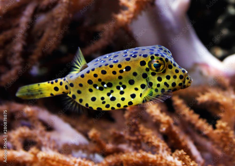 Gelbbraune Kofferfisch (Ostracion cubicus) Rotes Meer, tropischer Indopazifik