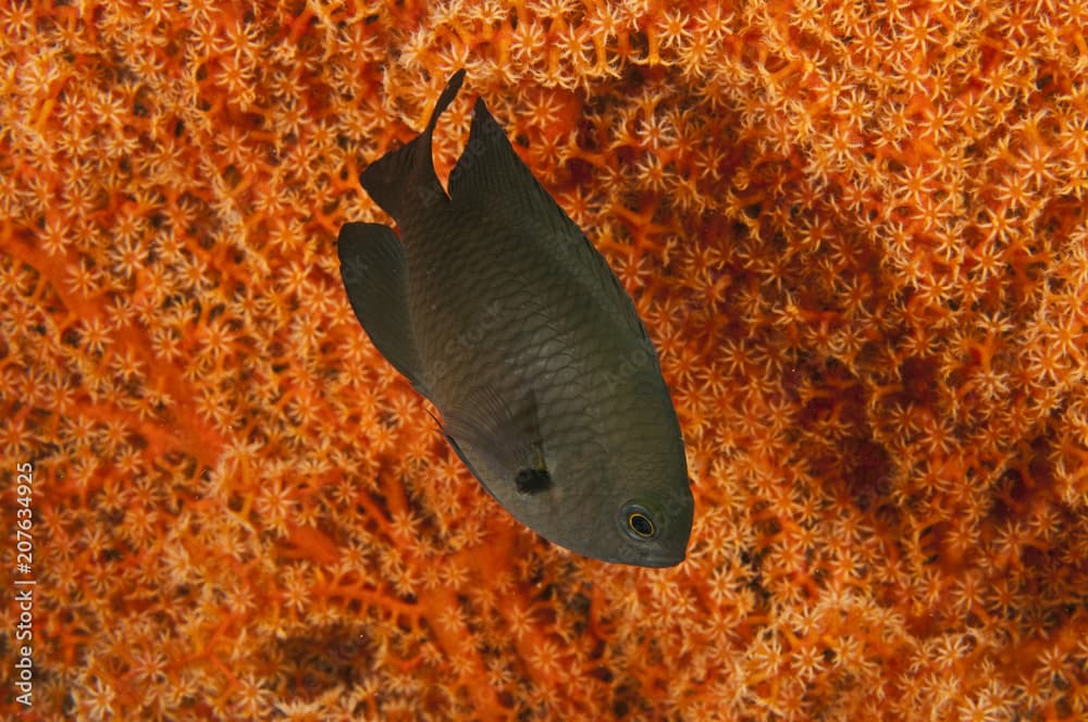 Cross damsel, Neoglyphidodon crossi, Sulawesi Indonesia.