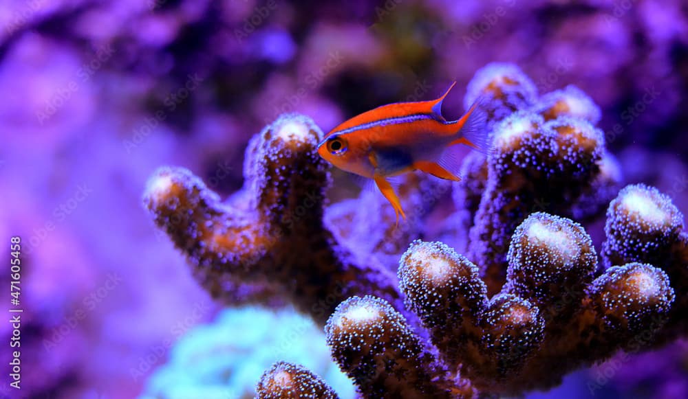 Beautiful orange Cross Damsel - Neoglyphidodon crossi