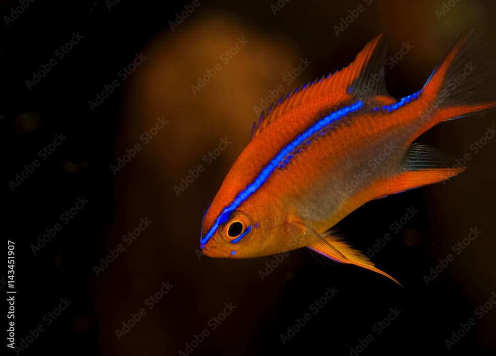 Juvenile Cross damsel, Neoglyphidodon crossi, Raja Ampat Indonesia