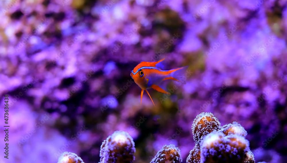 Beautiful orange Cross Damsel - Neoglyphidodon crossi