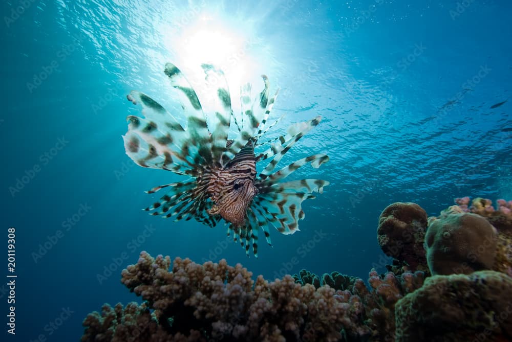 Common lionfish (Pterois miles)