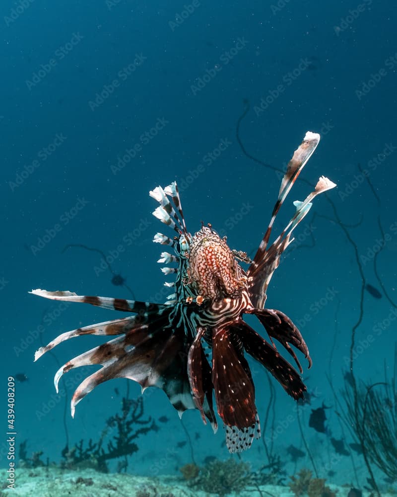 Common lionfish, Pterois miles, in Maldives