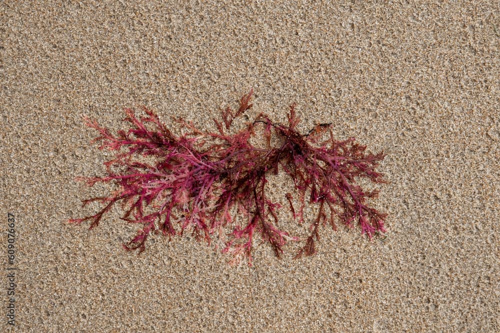 Red algae (Gelidium sesquipedale ) on the beach