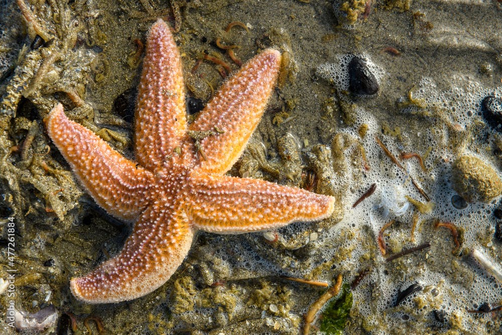 étoile de mer commune (Asterias rubens).