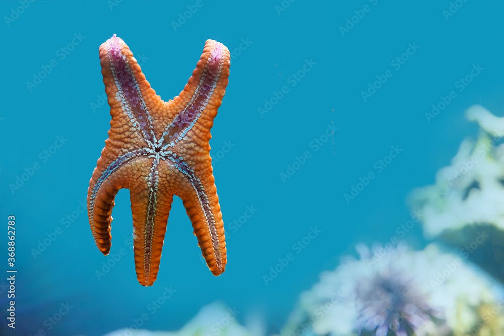 Starfish, sea star or sugar starfish. Asterias rubens underwater