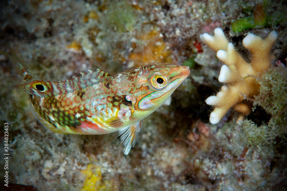 Marine life, Liuqiu island, Taiwan