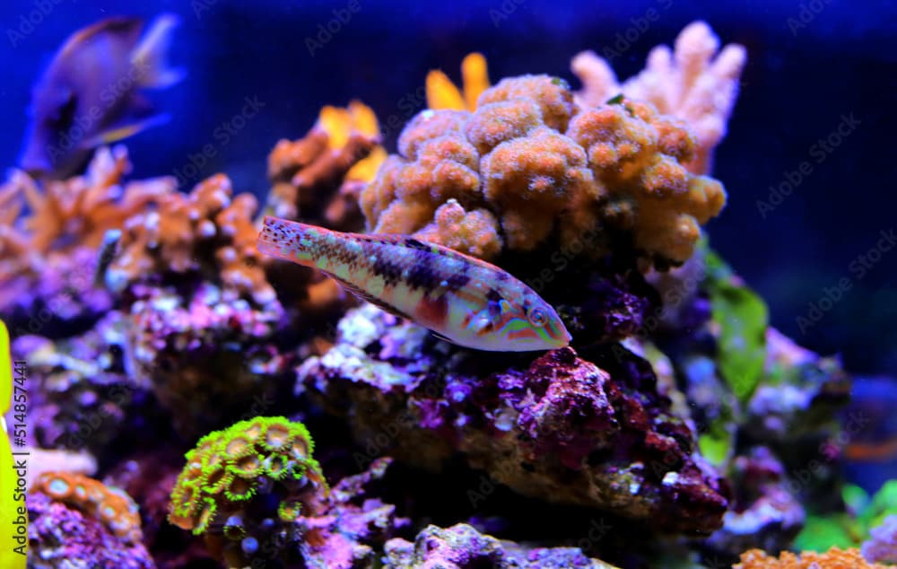 Nebulous wrasse fish - Halichoeres nebulosus