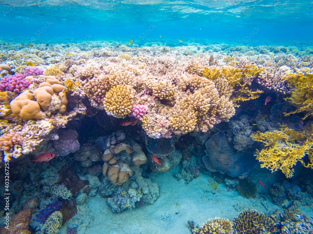 A small coral cave in Red sea near Safaga town in Egypt with double-tooth soldierfish (Myripristis hexagona) hiding in it