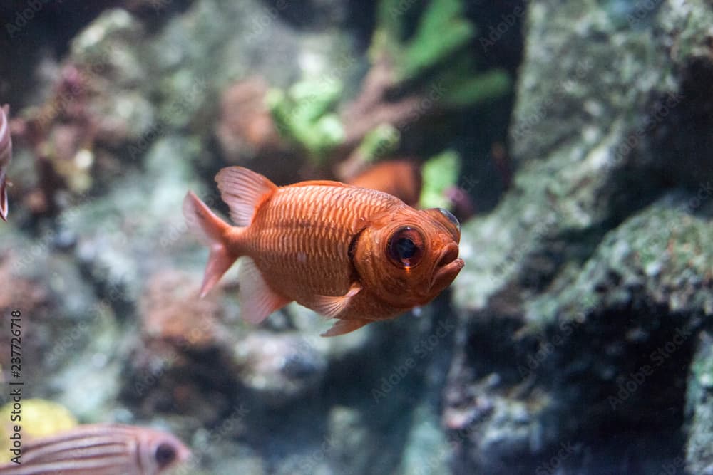 Doubletooth soldierfish. Myripristis hexagona fish, selective focus