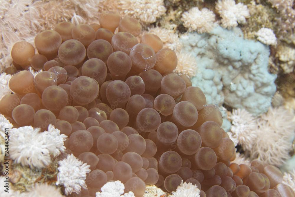 Long-Arm Cleaner Shrimp in Bubble-Tip Anemone