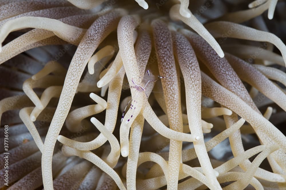 Symbiotic shrimps living in sea anemone