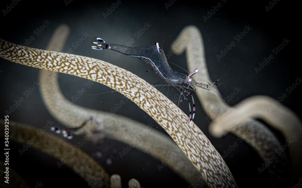 Cleaner shrimp (Periclimenes longicarpus) in the Read Sea, Egypt