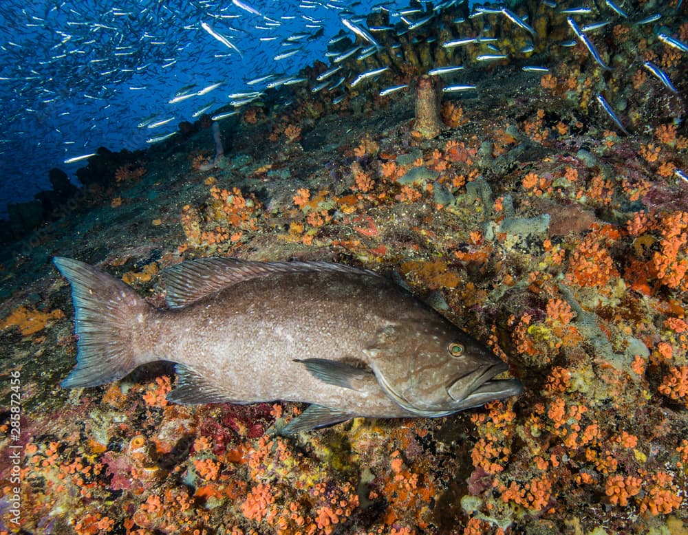 Mycteroperca acutirostris- los roques venezuela