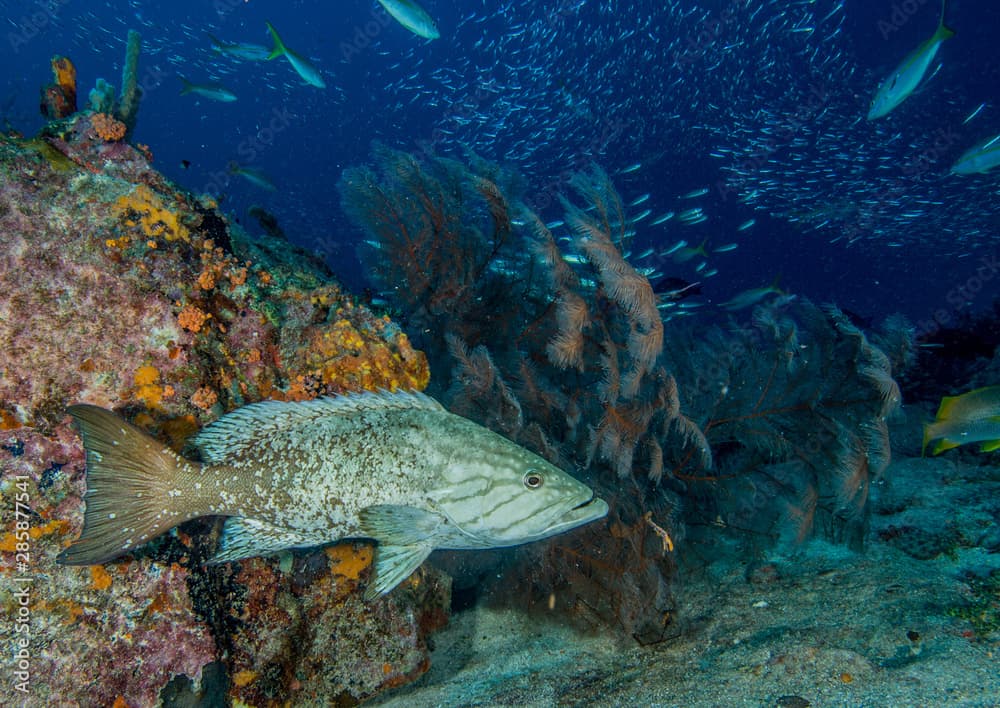 Mycteroperca acutirostris- los roques venezuela