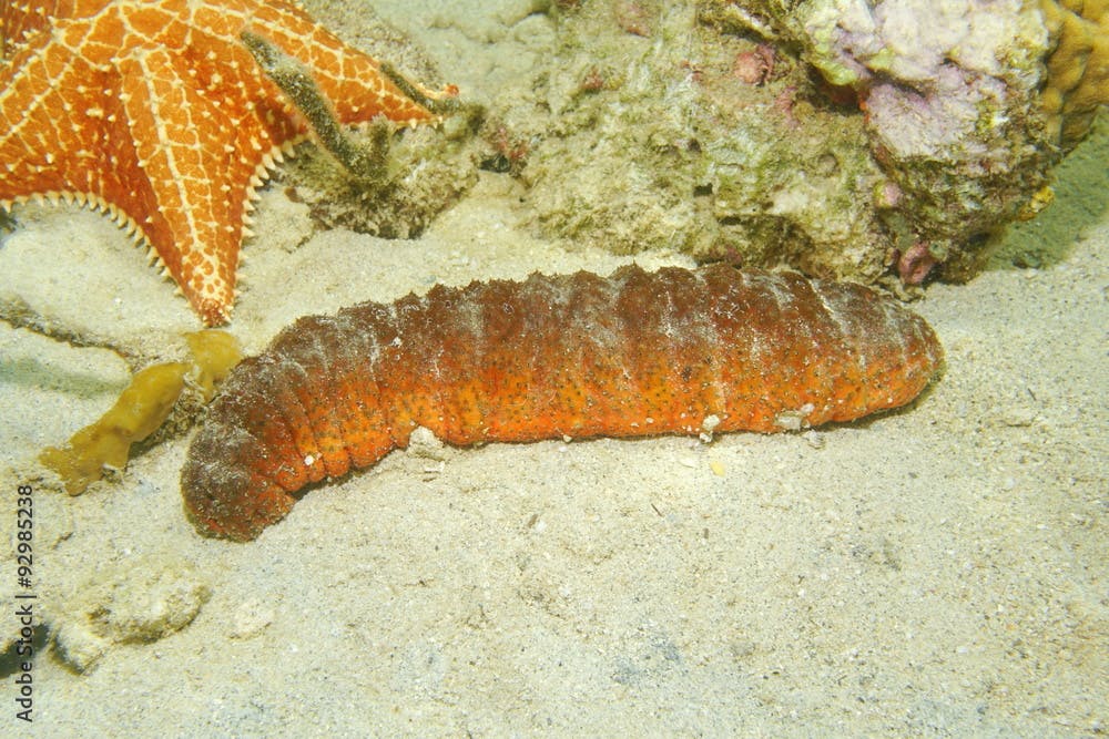 Underwater marine life Donkey dung sea cucumber