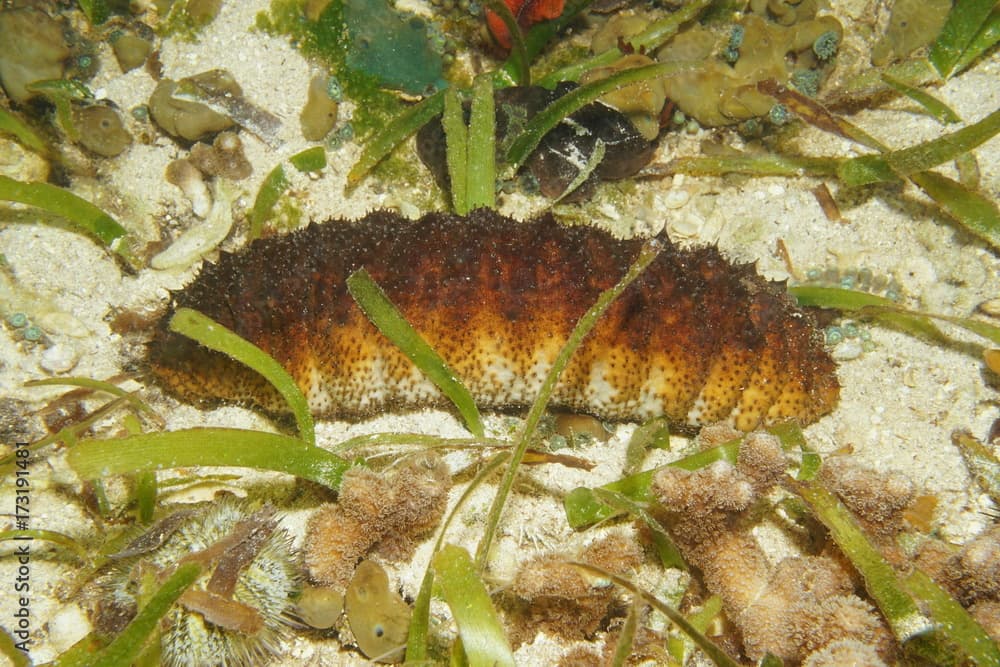 Donkey dung sea cucumber, Holothuria mexicana, underwater on the seabed in the Caribbean sea