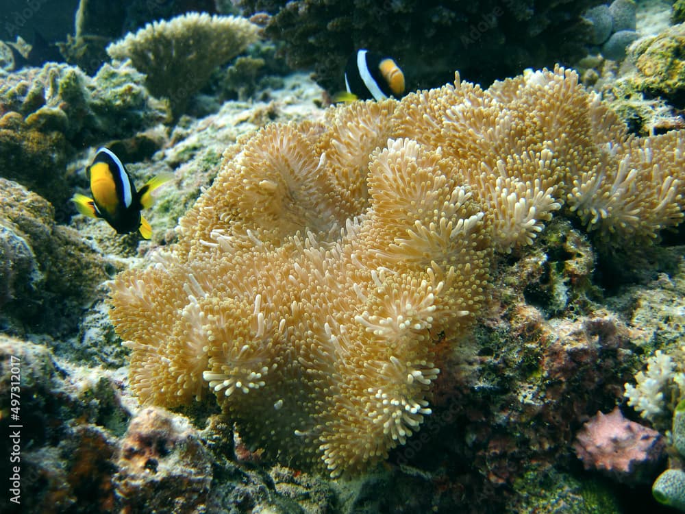 Stichodactyla gigantea - Giant carpet anemone and it's Anemone fish Clark's anemonefish - Amphiprion clarkii