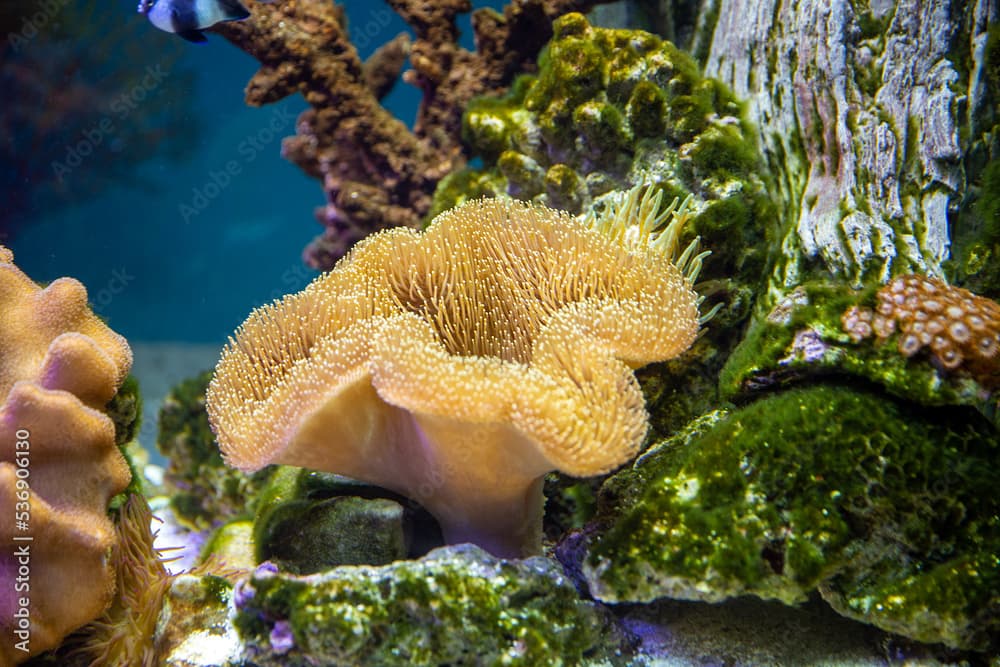 Sea reef - giant carpet sea anemone Stichodactyla gigantea