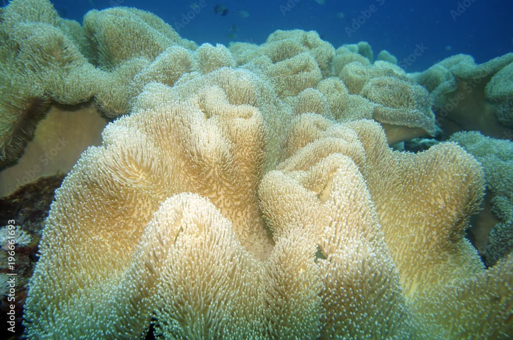 Riesenanemone (Stichodactyla gigantea)