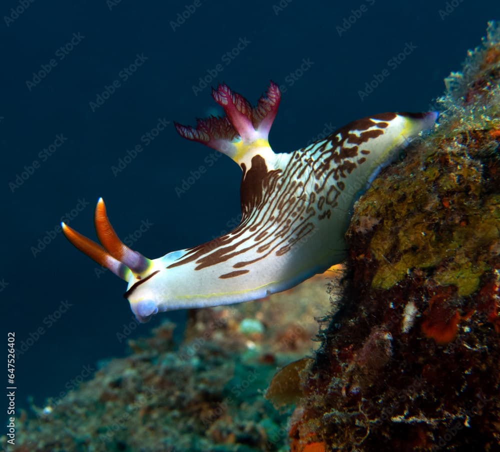 A Nembrotha Lineolata nudibranch crawling on a wreck Boracay Island Philippines