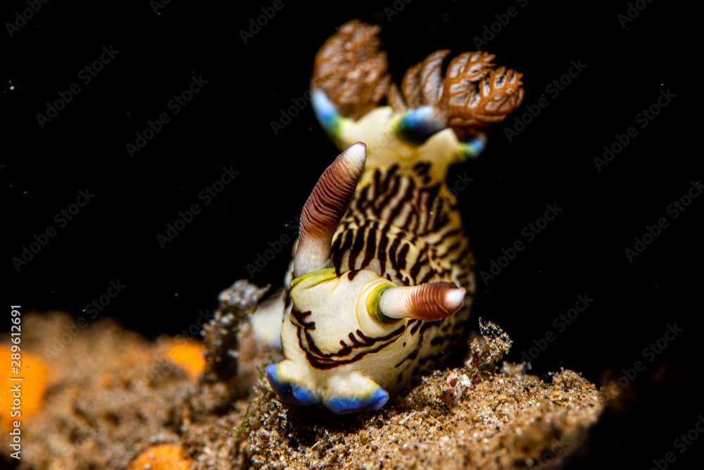 Nembrotha lineolata nudibranch