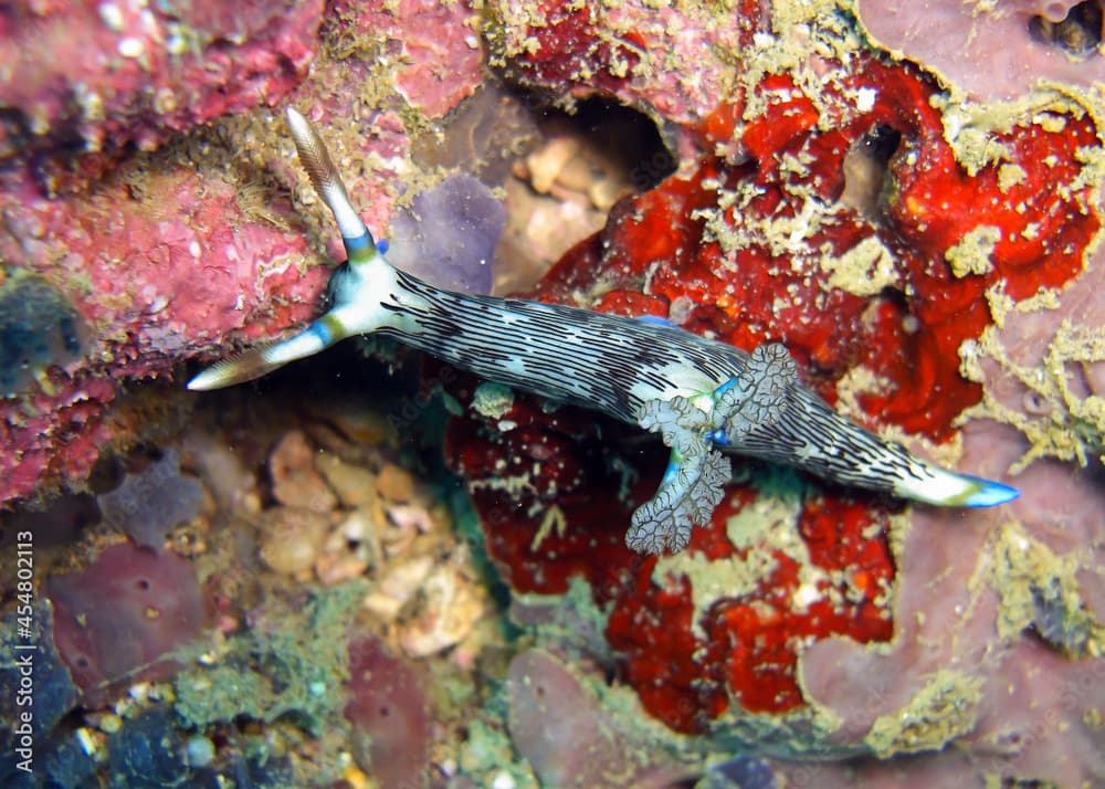 Seaslug or Nudibranch (Nembrotha Lineolata) in the filipino sea 3.1.2012