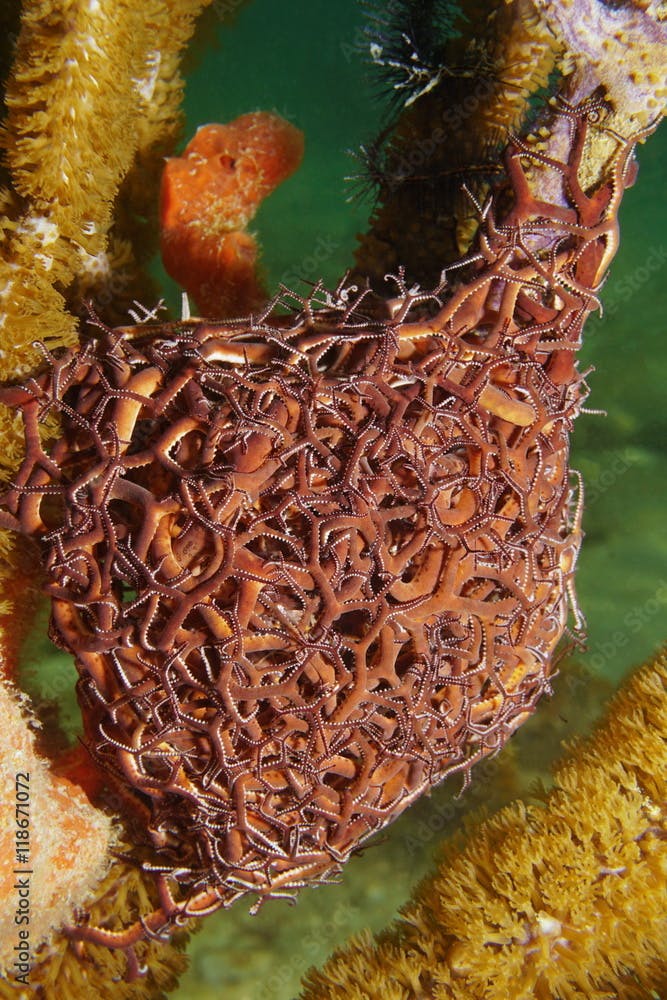 A giant basket star, Astrophyton muricatum, underwater marine life, Caribbean sea, Mexico