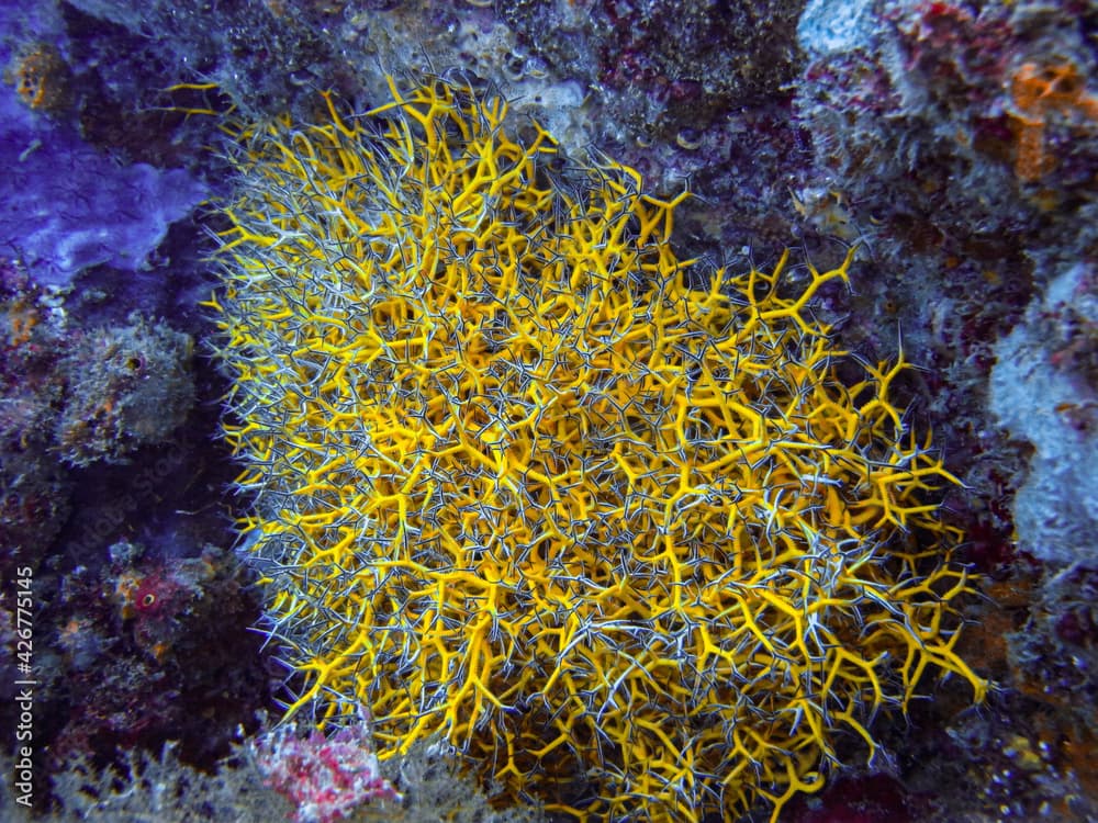 Basket Star Astrophyton muricatum in Tayrona National Natural Park