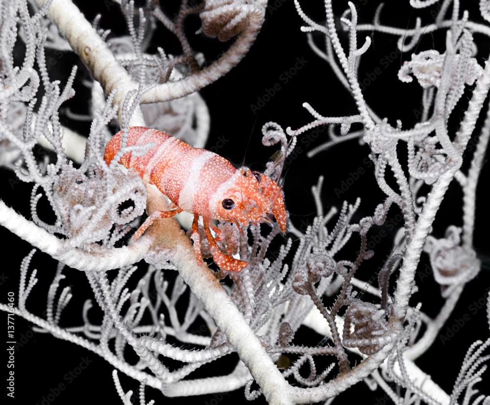 Basket Star Shrimp, Periclimenes lanipes