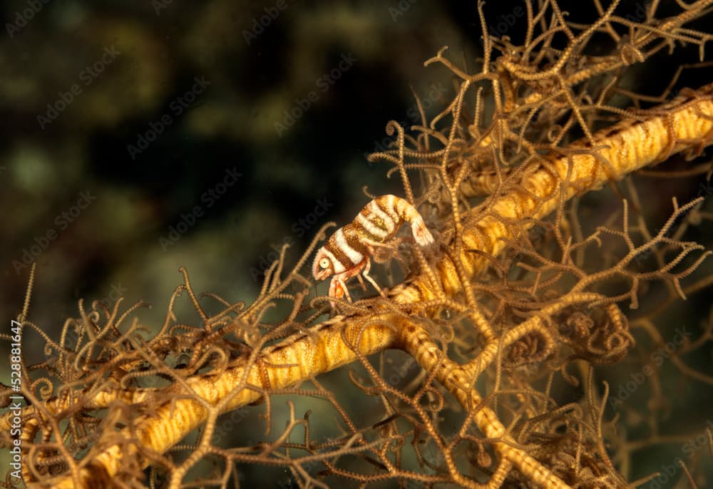 Commensal shrimp,  Periclimenes lanipes, living in a basket starfish, Raja Ampat Indonesia.