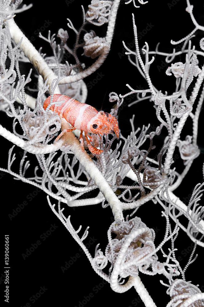 Basket Star Shrimp, Periclimenes lanipes