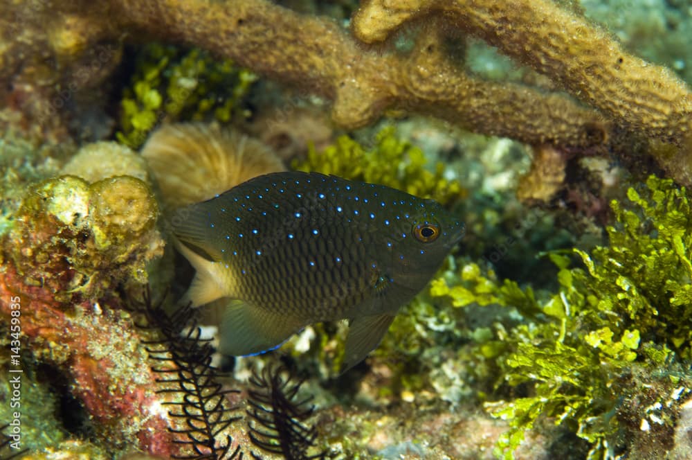 Jewel damsel, Plectroglyphidodon lacrymatus, Raja Ampat Indonesia